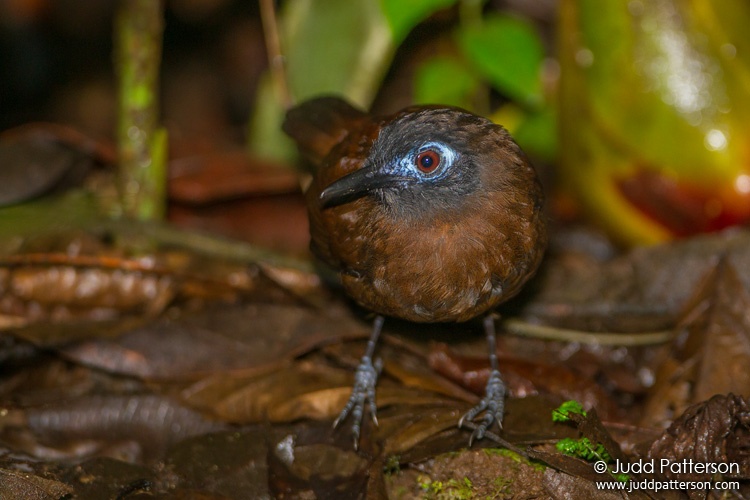 Chestnut-backed Antbird, Selva Verde, Heredia, Costa Rica